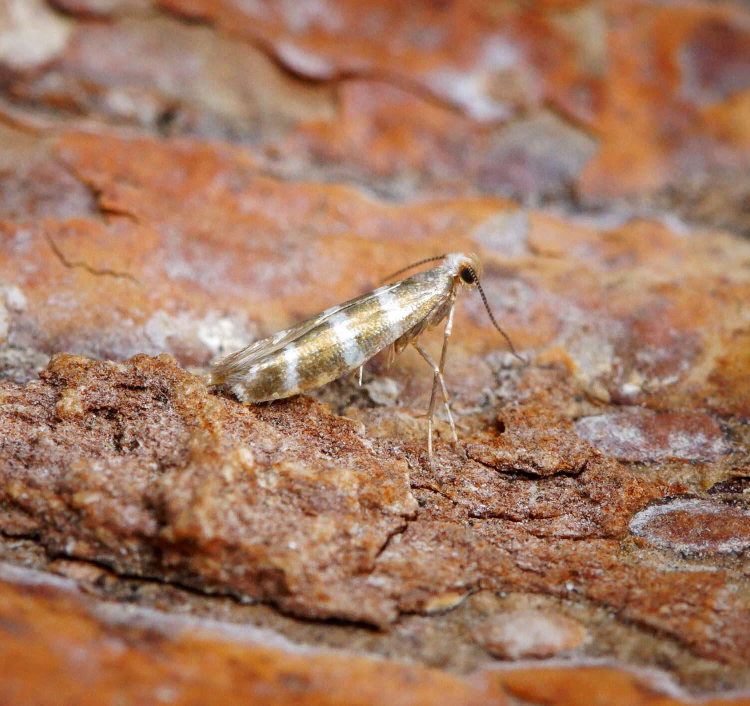 Imagem de Argyresthia trifasciata Staudinger 1871