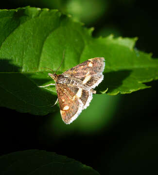 Image of Mint moth