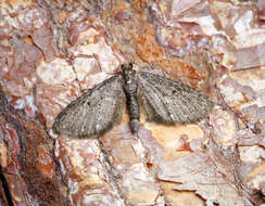 Image of white-spotted pug