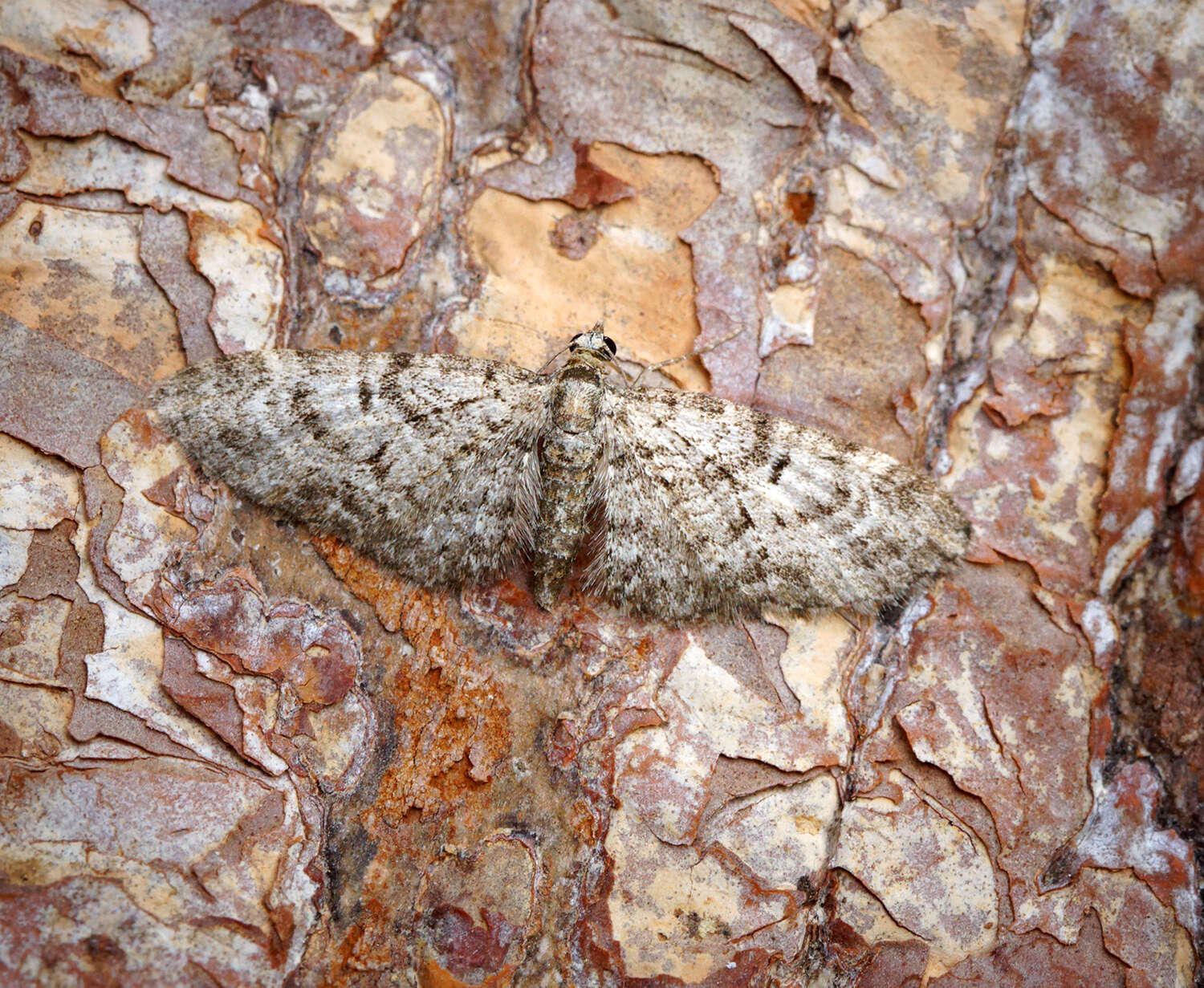 Image of oak-tree pug