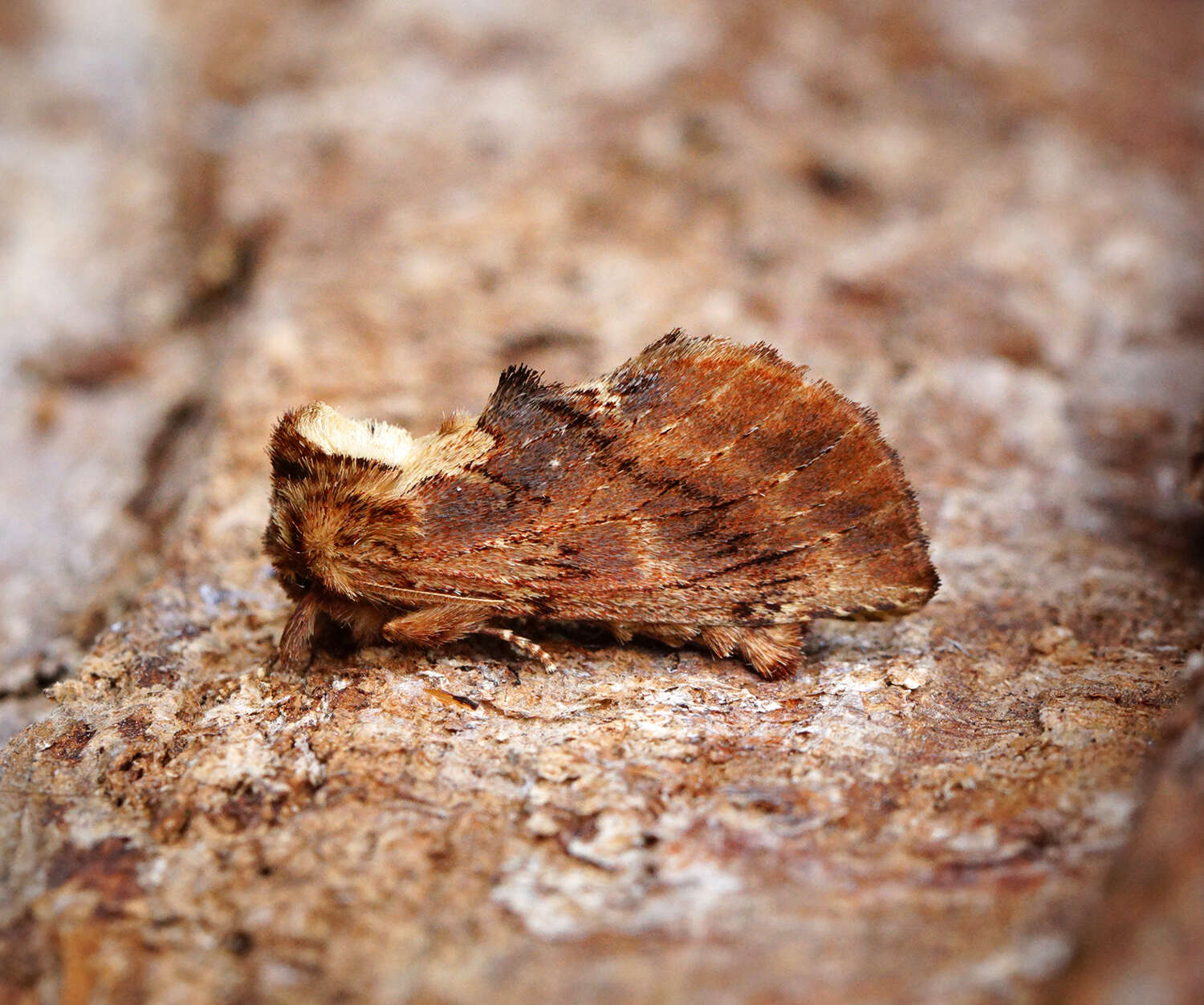 Image of Coxcomb Prominent