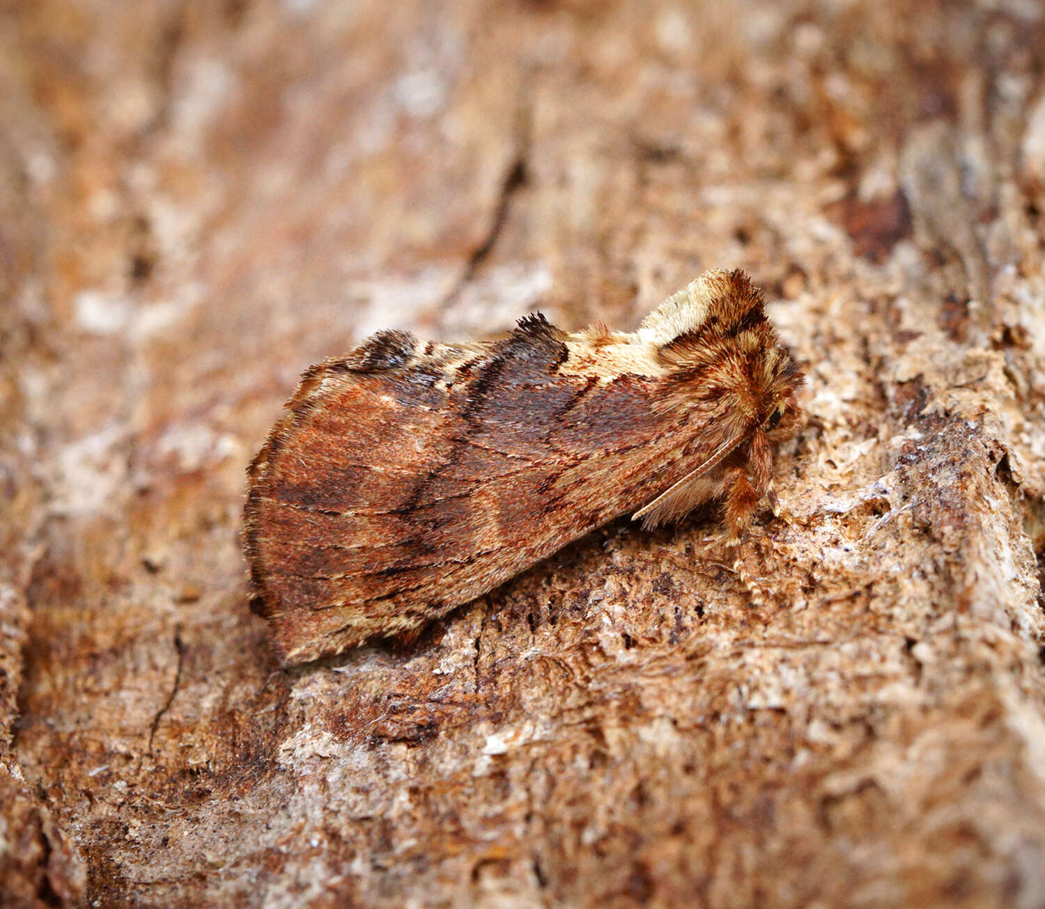 Image of Coxcomb Prominent