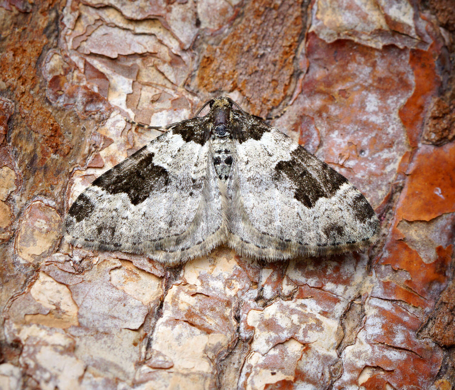 Image of garden carpet