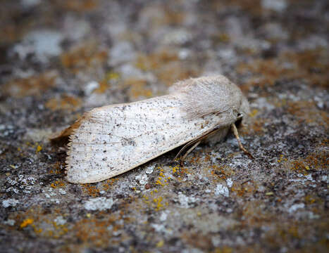 Слика од Orthosia gracilis Schiffermüller 1775