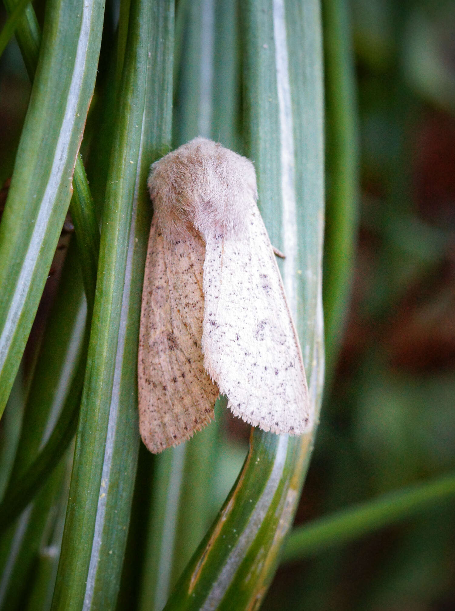 Слика од Orthosia gracilis Schiffermüller 1775