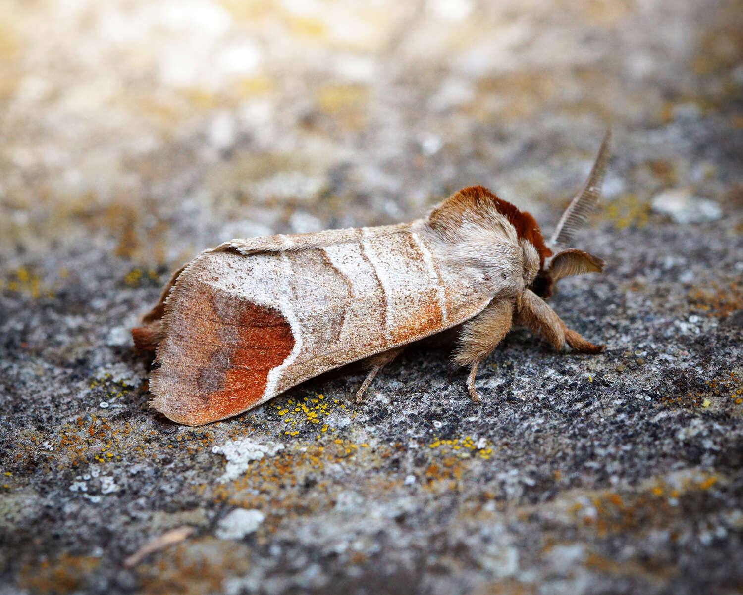 Image of Clostera curtula Linnaeus 1758