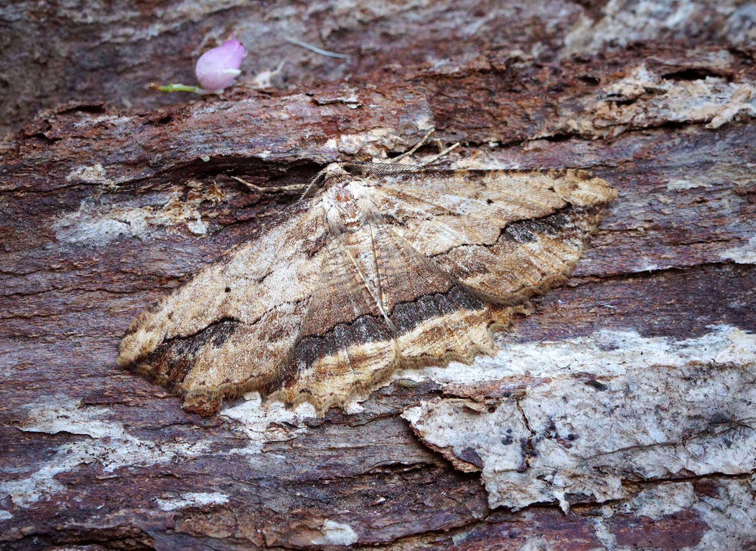 Image of waved umber