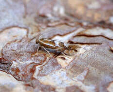 Image of Phyllonorycter blancardella (Fabricius 1781)