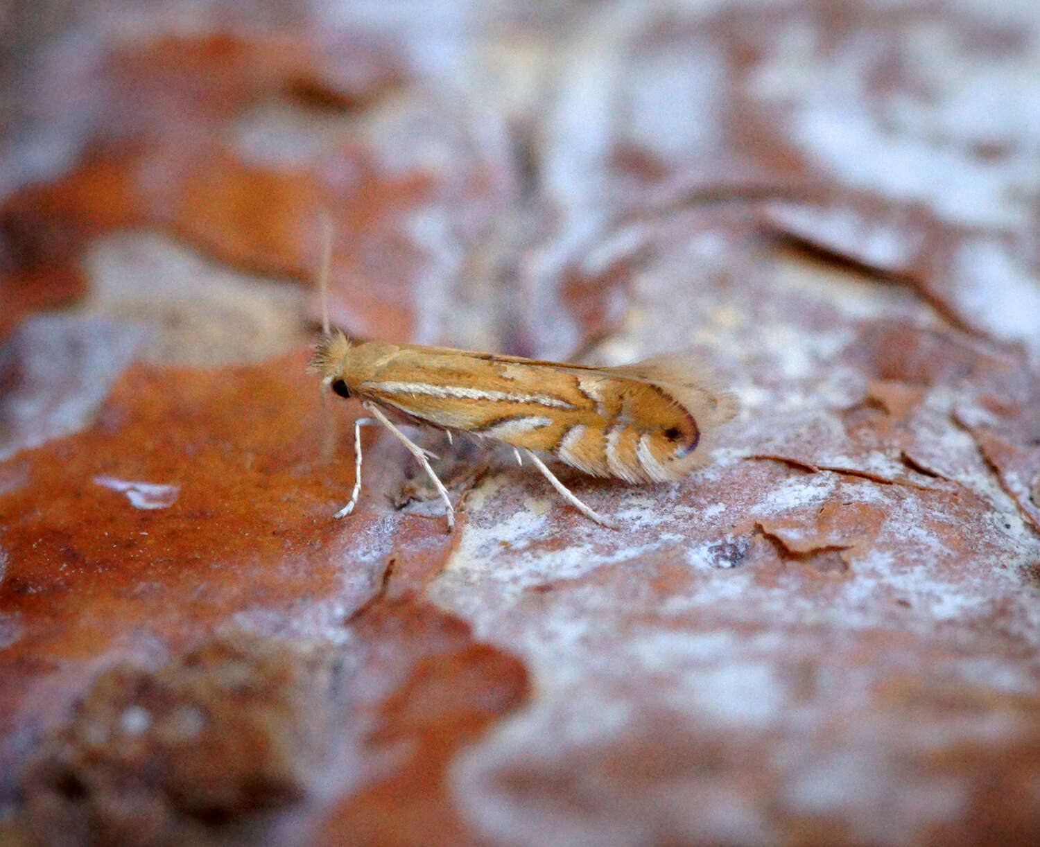 Phyllonorycter quercifoliella (Zeller 1839)的圖片