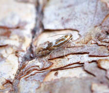 Image of Phyllonorycter blancardella (Fabricius 1781)