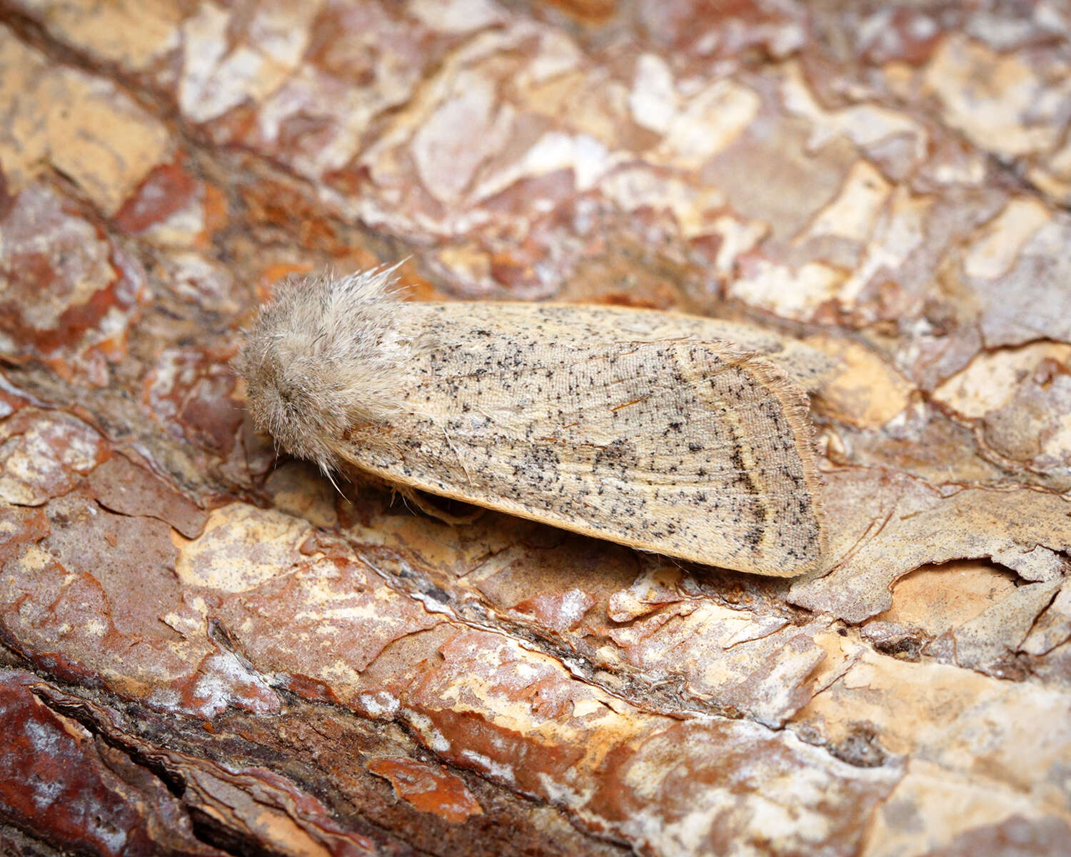 Слика од Orthosia gracilis Schiffermüller 1775