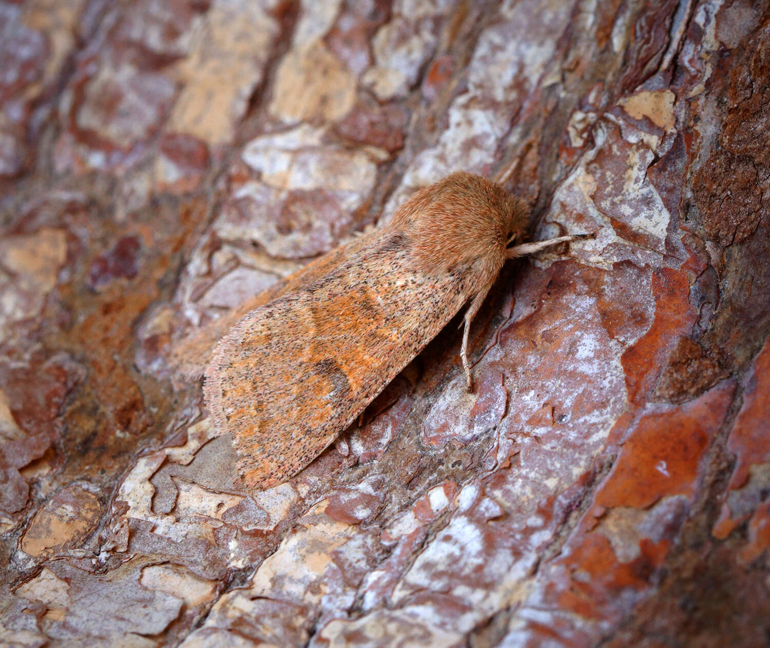 Слика од Orthosia miniosa Schiffermüller 1776