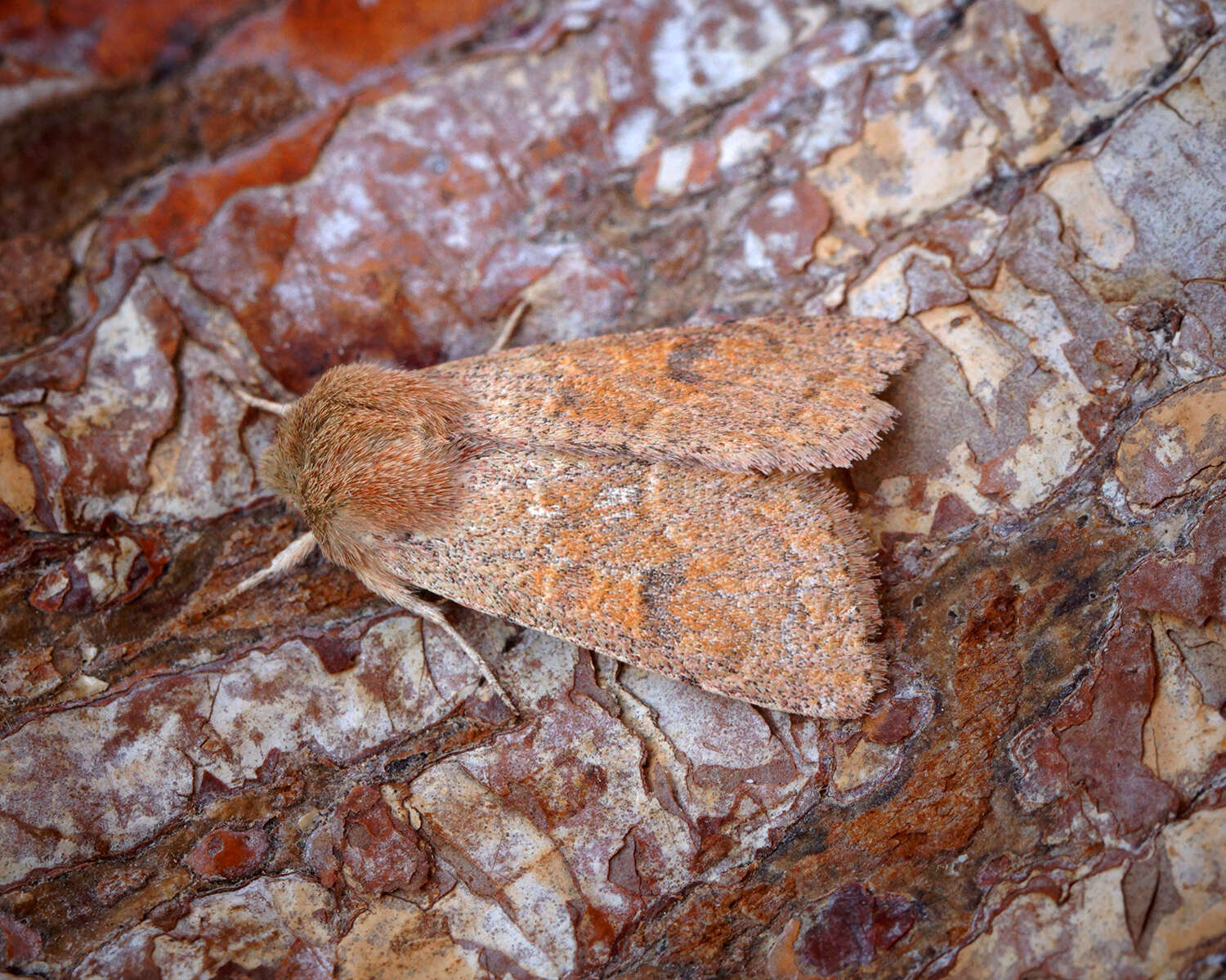 Слика од Orthosia miniosa Schiffermüller 1776