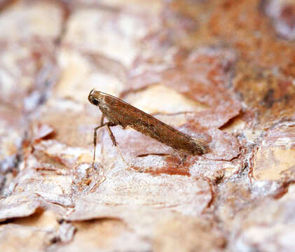 Image of Leafminers