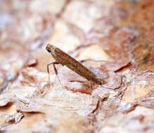 Image of Leafminers