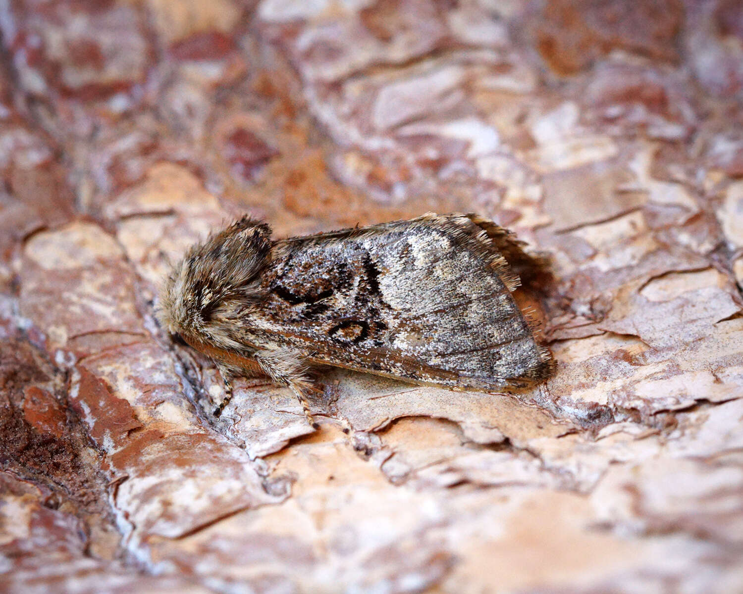 Image of nut-tree tussock