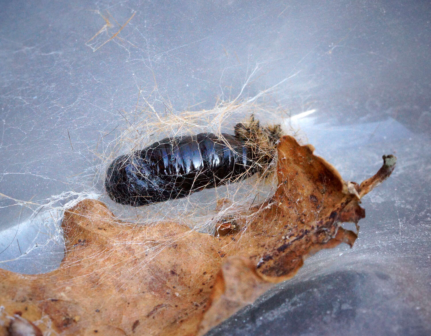 Plancia ëd Phragmatobia fuliginosa Linnaeus 1758