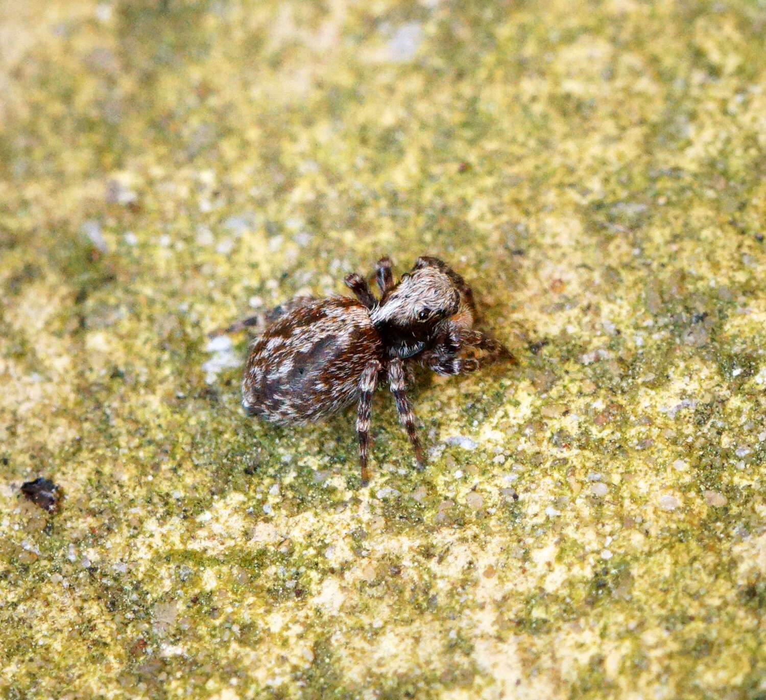 Image of Jumping spider