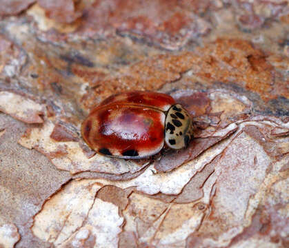 Image of Ladybird beetle