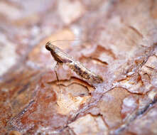 Image of Caloptilia semifascia (Haworth 1828)