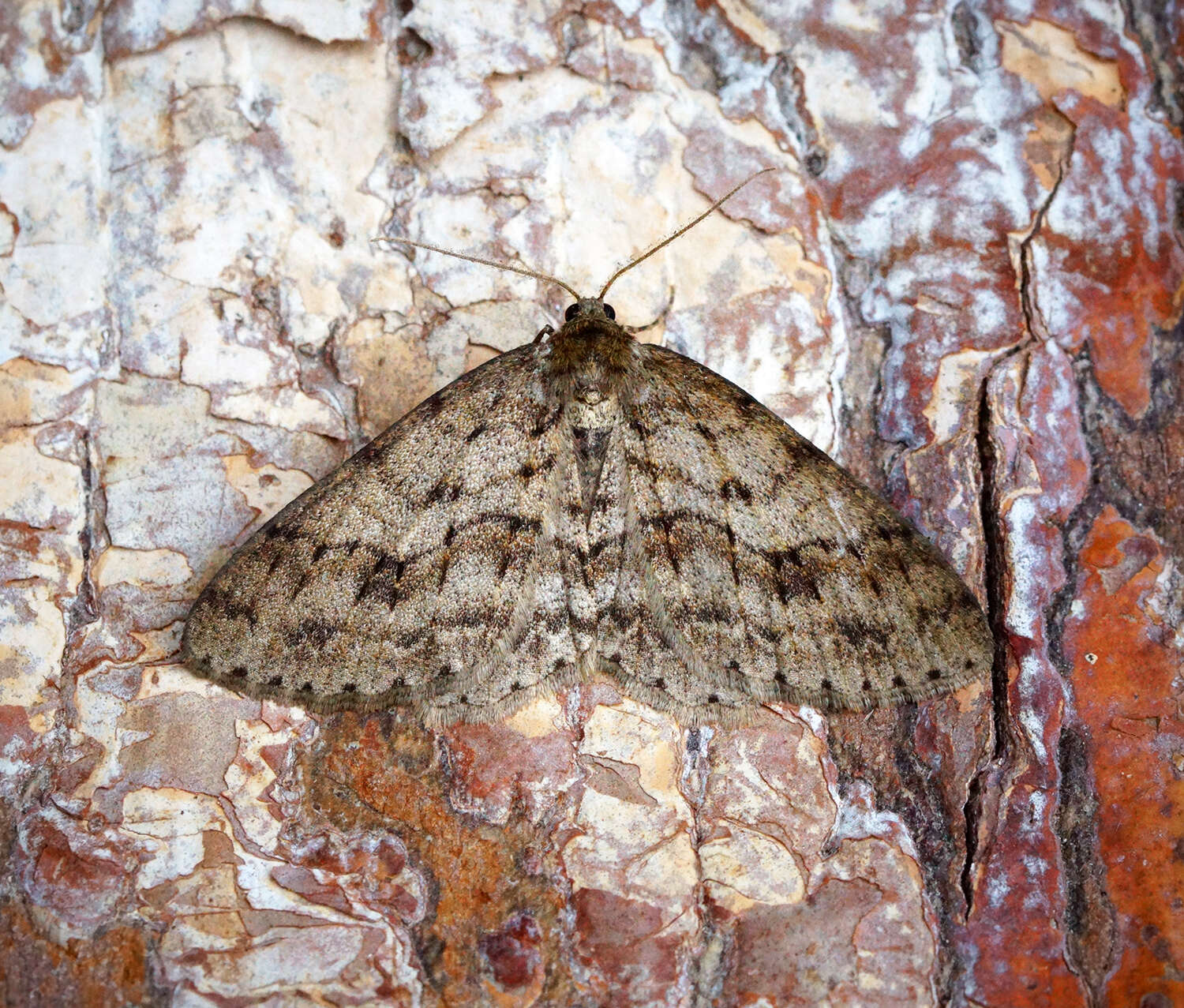 صورة Ectropis crepuscularia Schiffermüller 1775