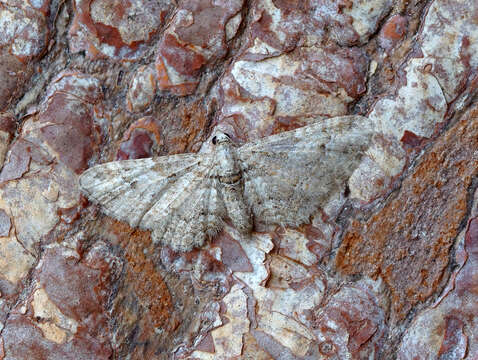 Image of double-striped pug