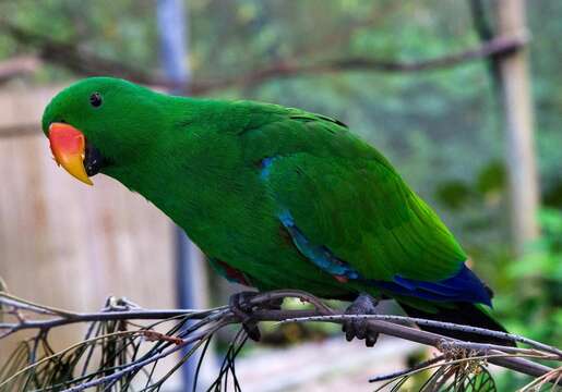 Image of Eclectus Wagler 1832