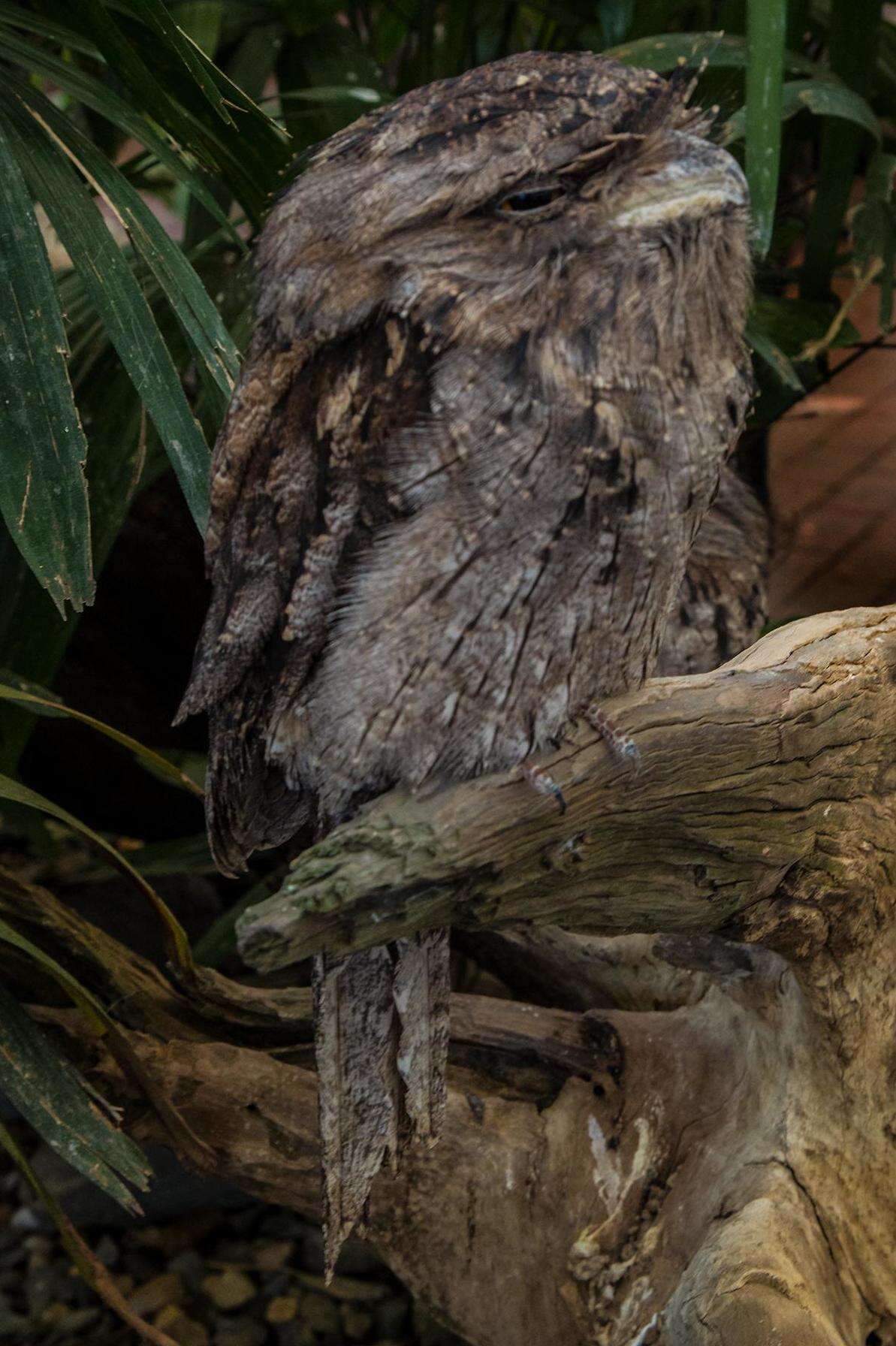 Image of Tawny Frogmouth