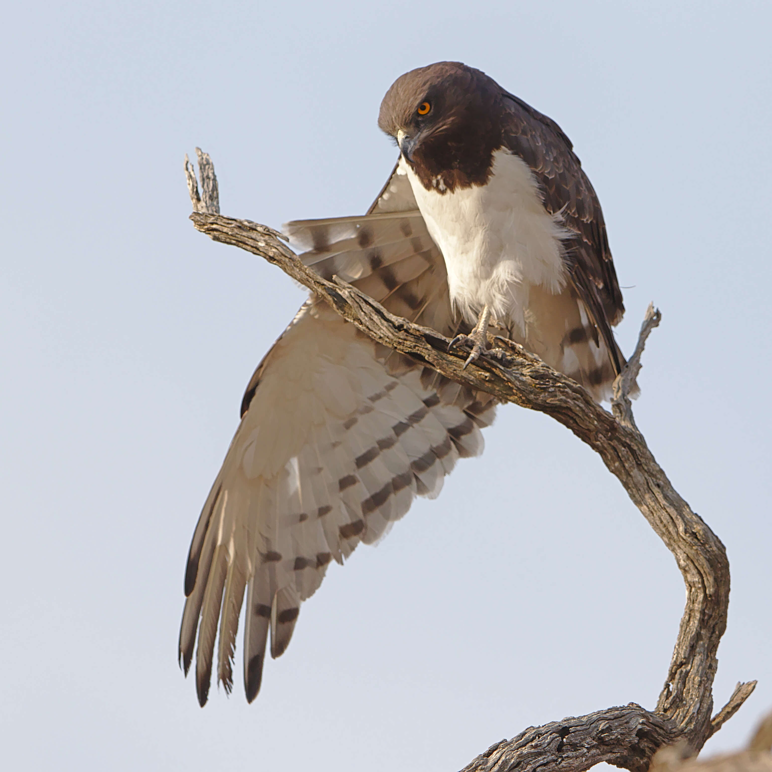 Image of Black-chested Snake Eagle