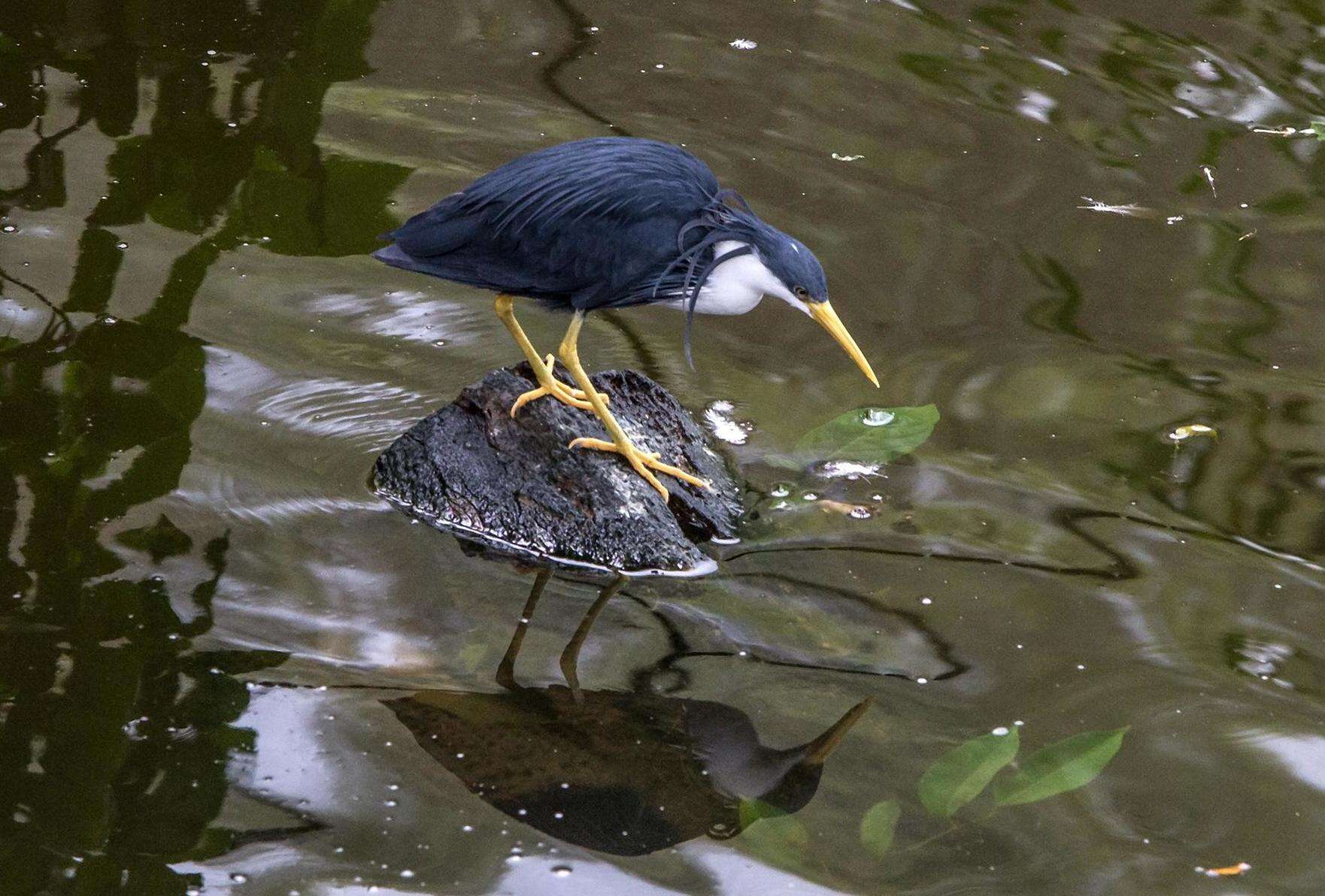 Image of Pied Heron