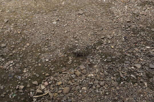 Image of Banded Ground Gecko