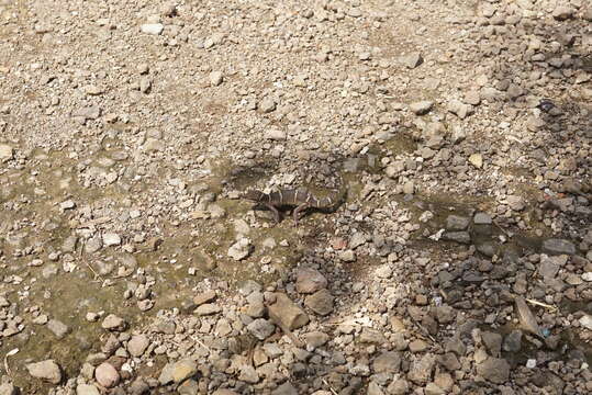 Image of Banded Ground Gecko