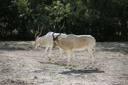 Image of Addax