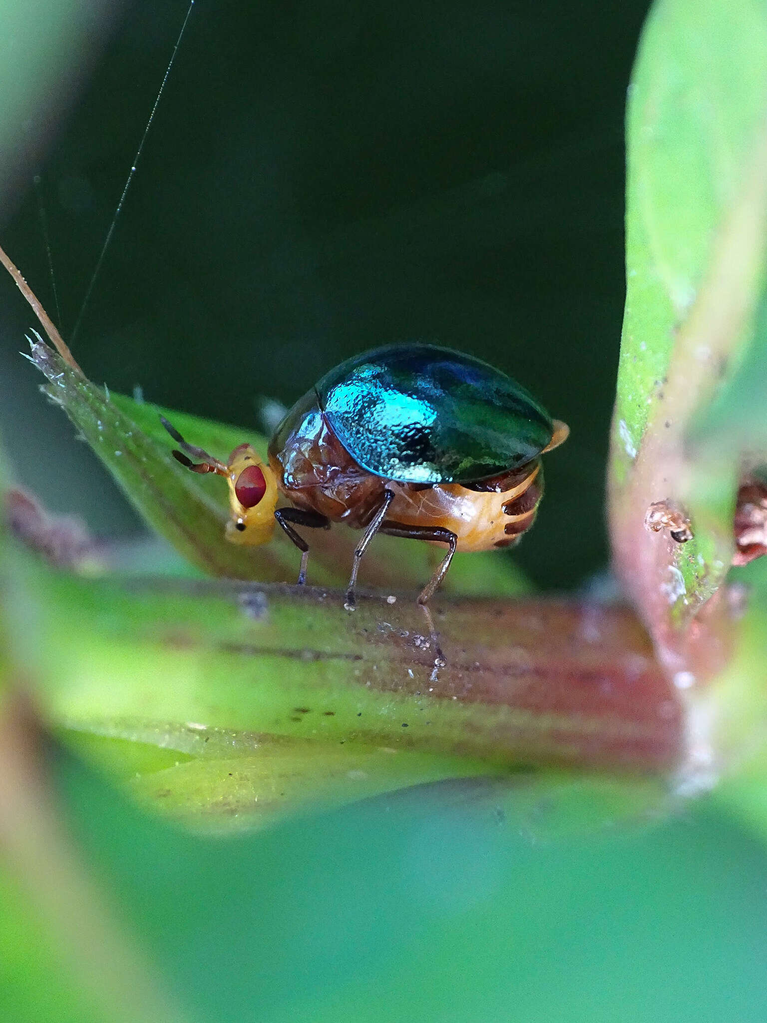 Image of beetle flies