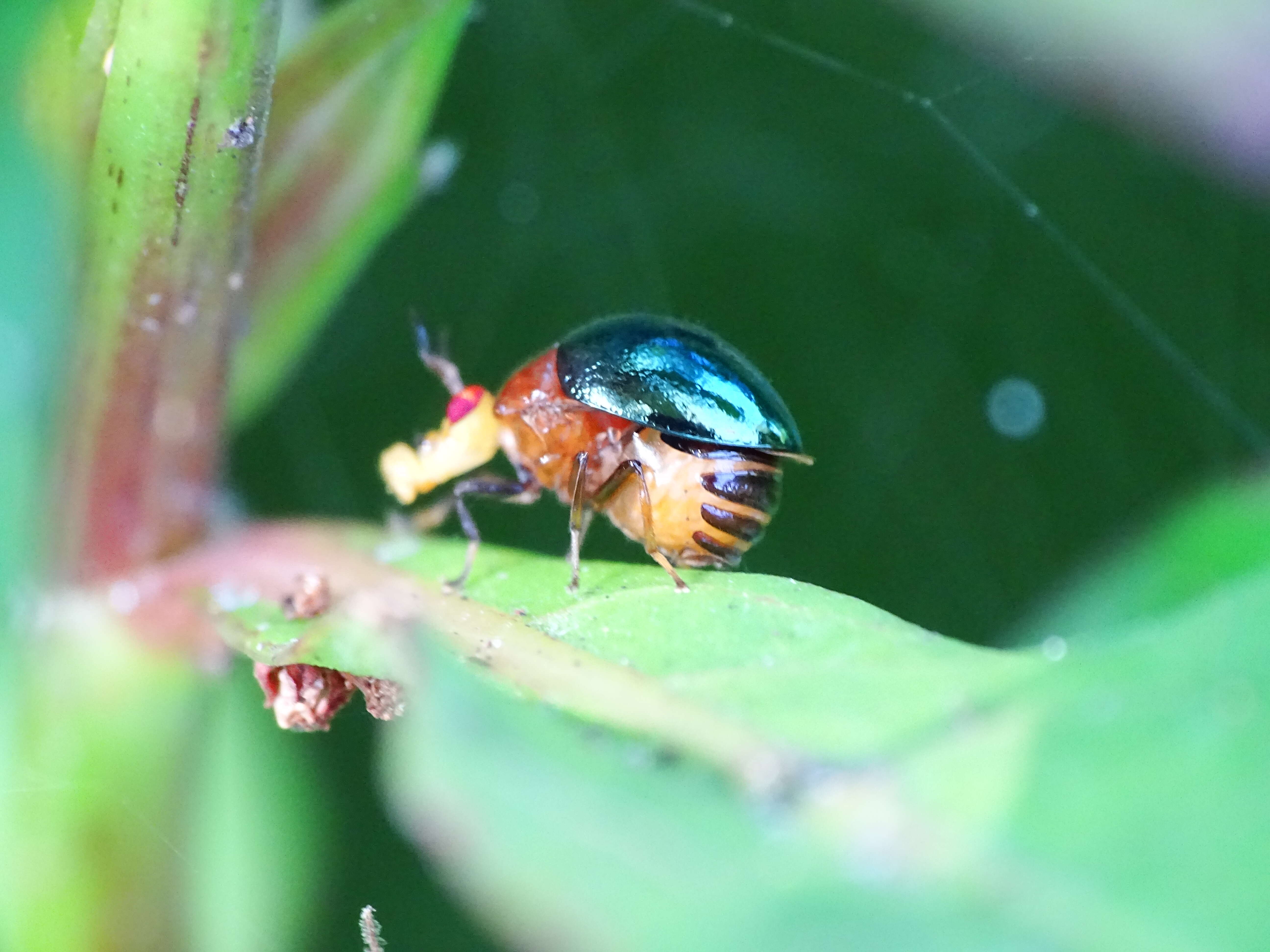 Image of beetle flies