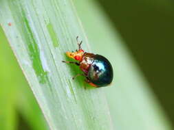 Image of beetle flies
