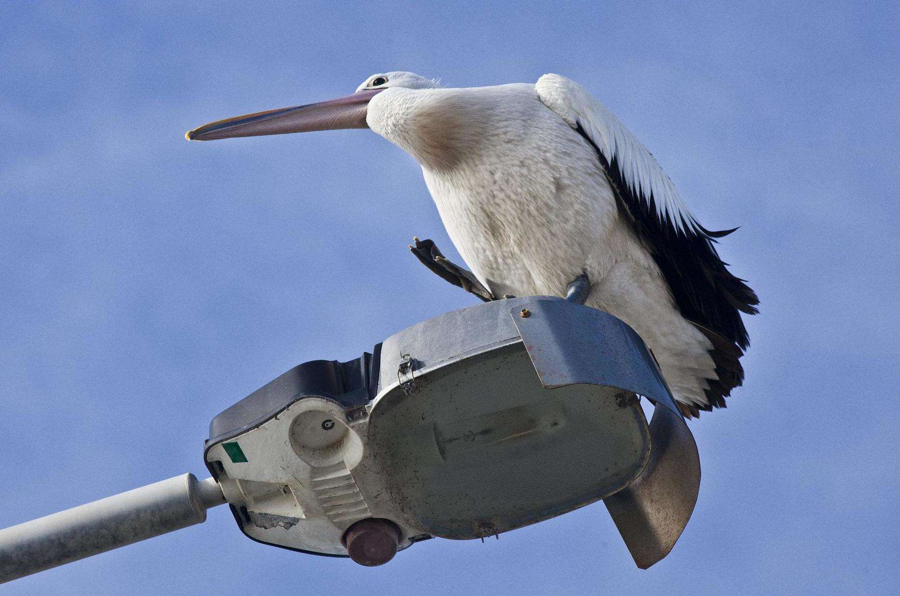 Image of Australian Pelican