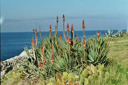 Image of candelabra aloe