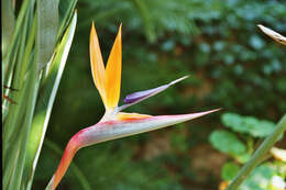 Image of bird-of-paradise