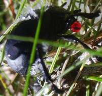 Image of Timarcha tenebricosa