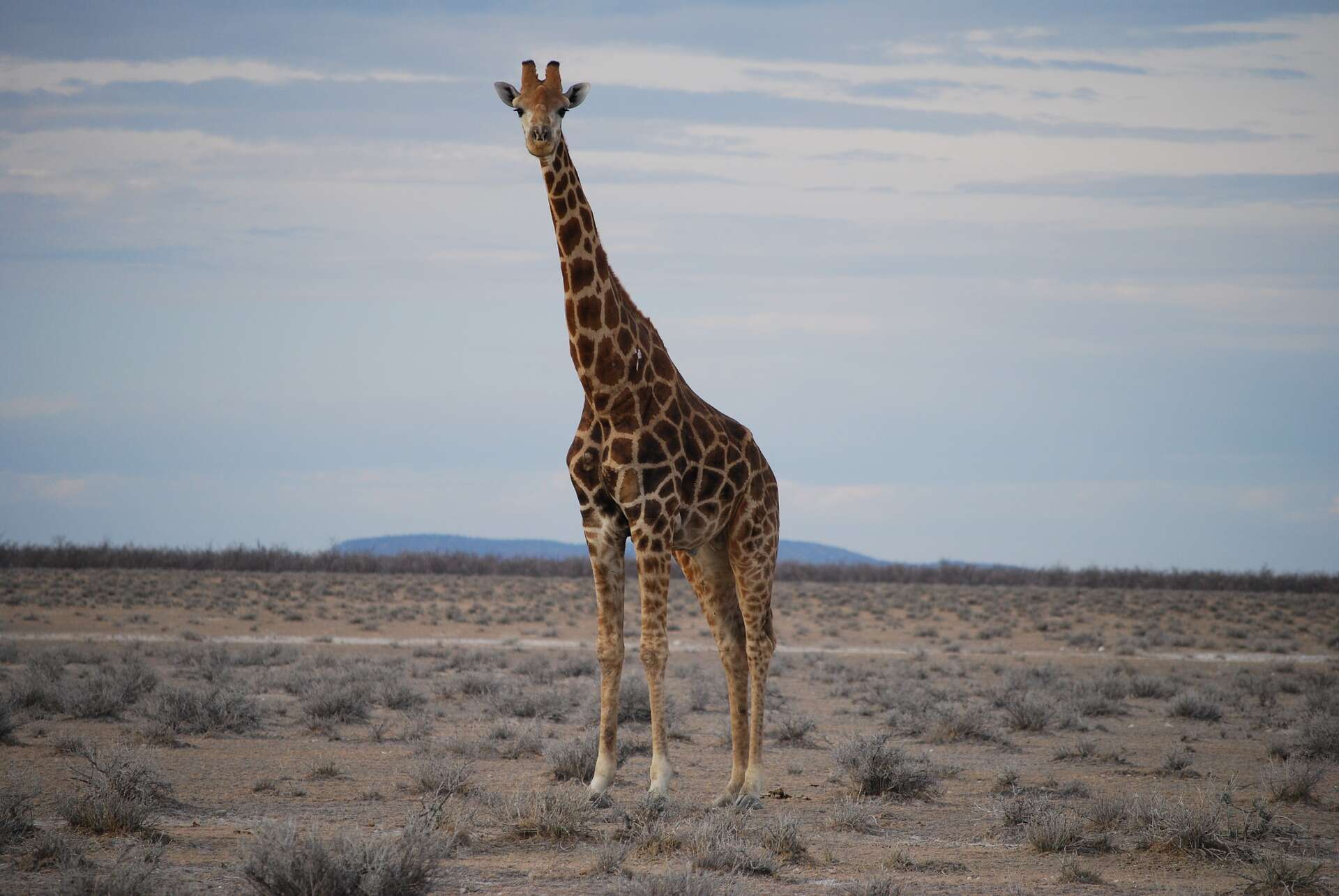 Image of Giraffe