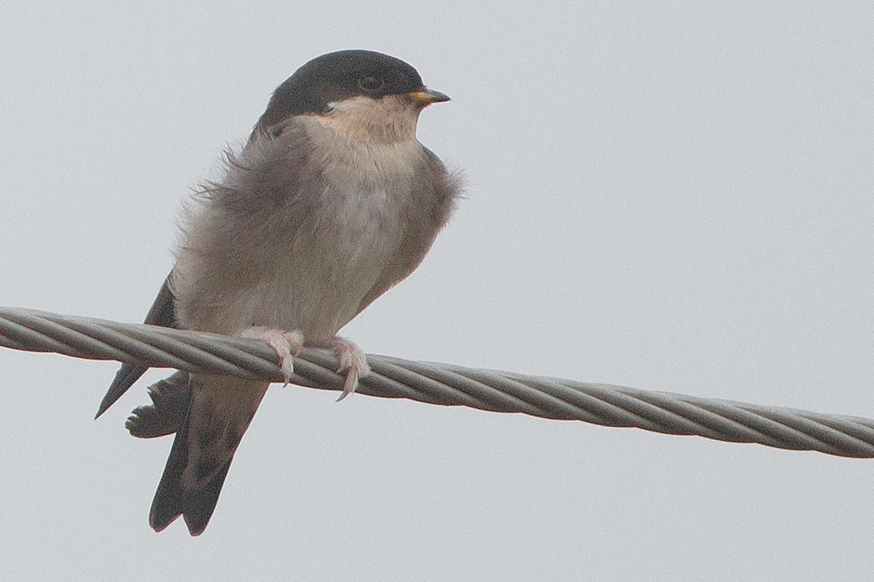 Image of Asian House Martin