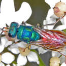 Image of Chrysura simplex