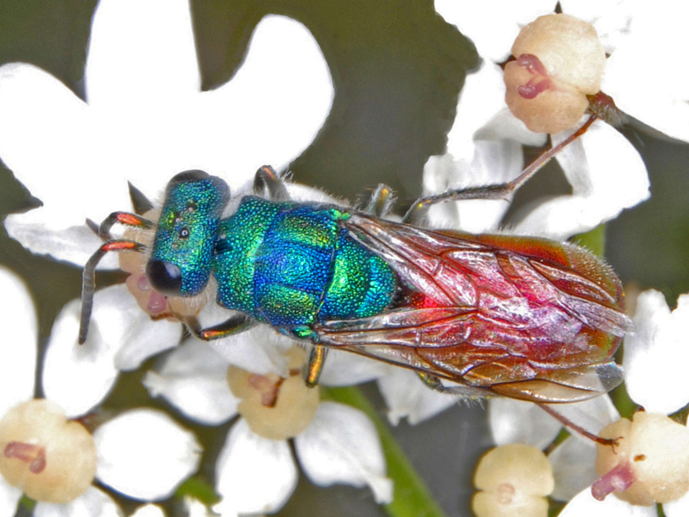 Image of Chrysura simplex