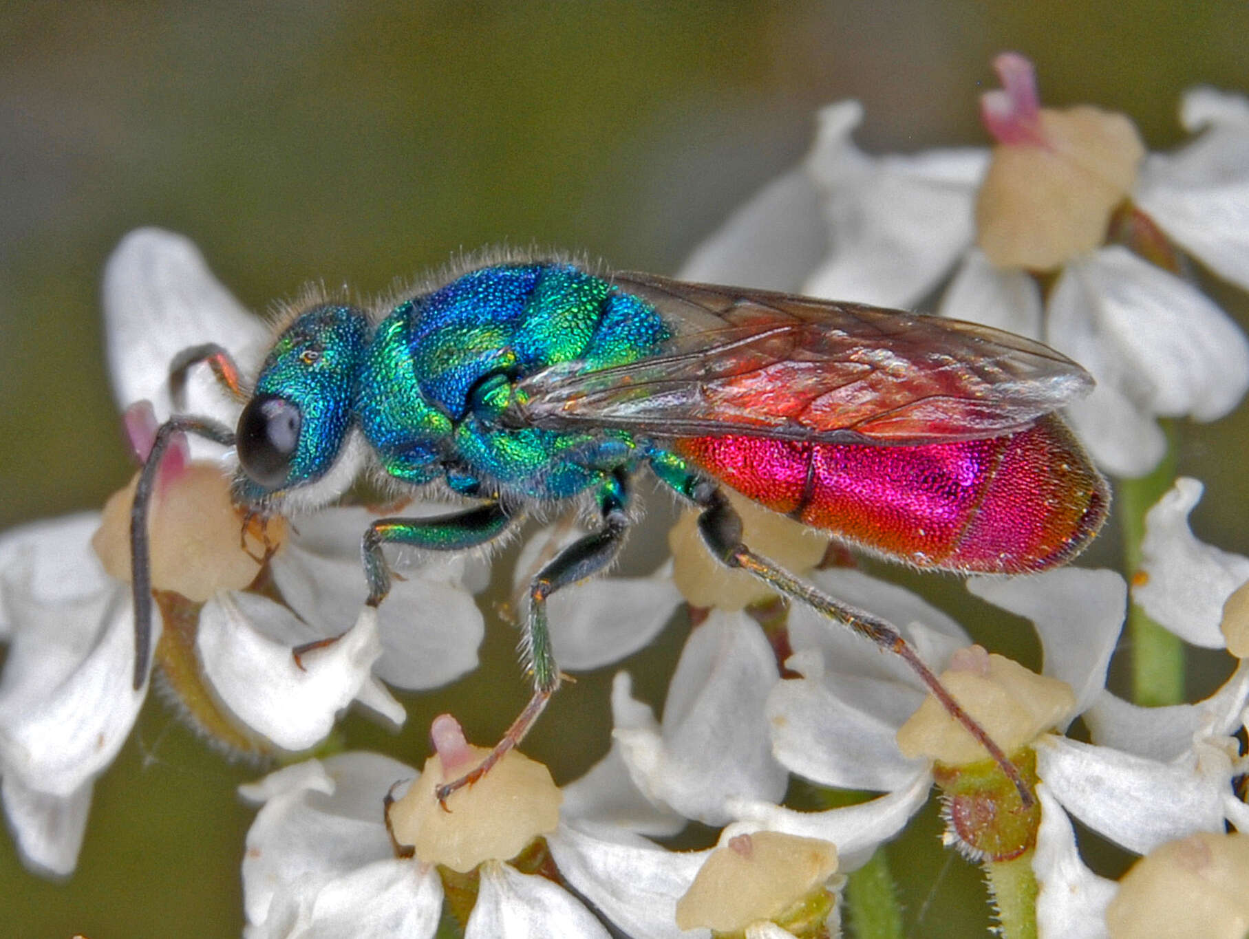 Image of Chrysura simplex