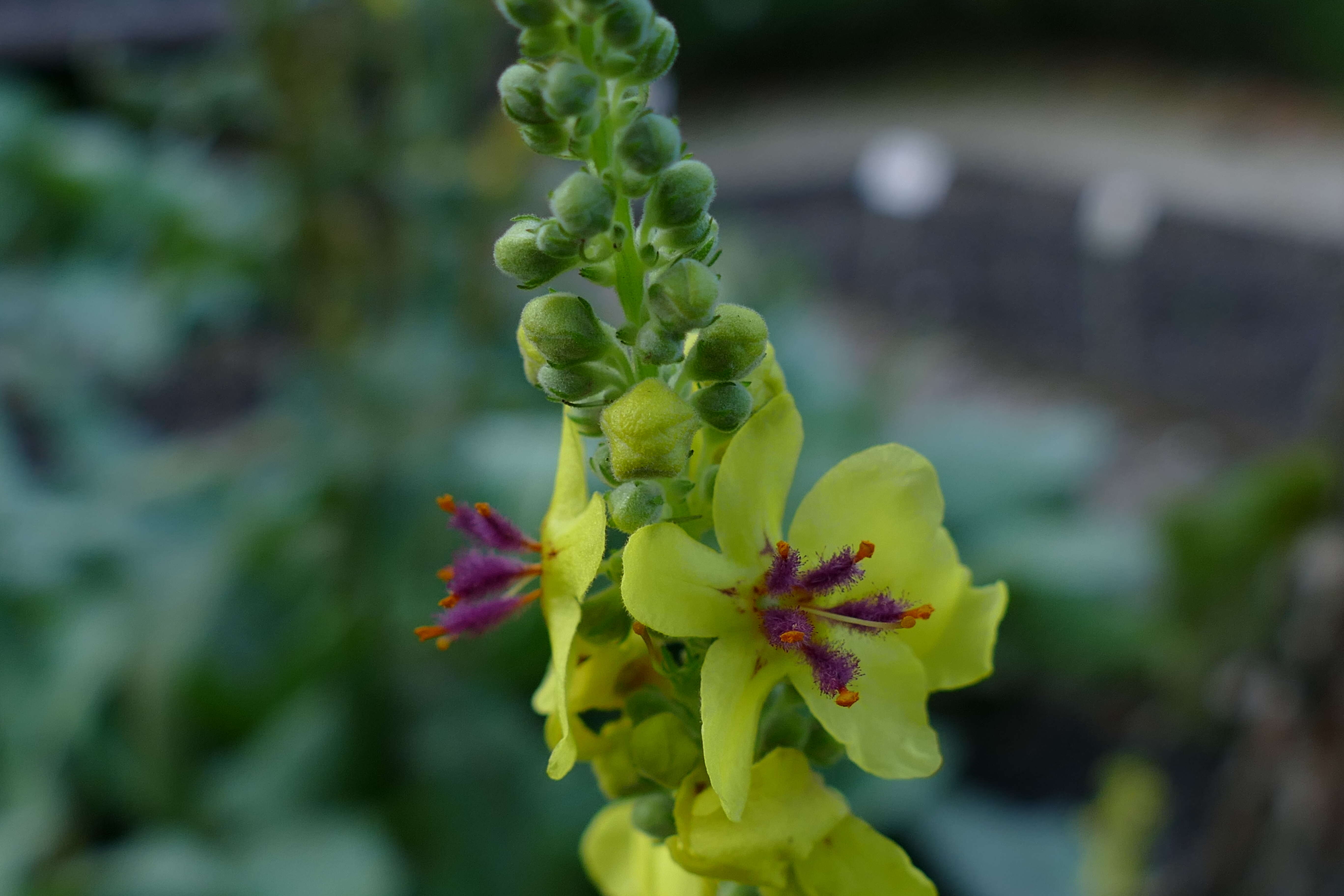 Imagem de Verbascum blattaria L.