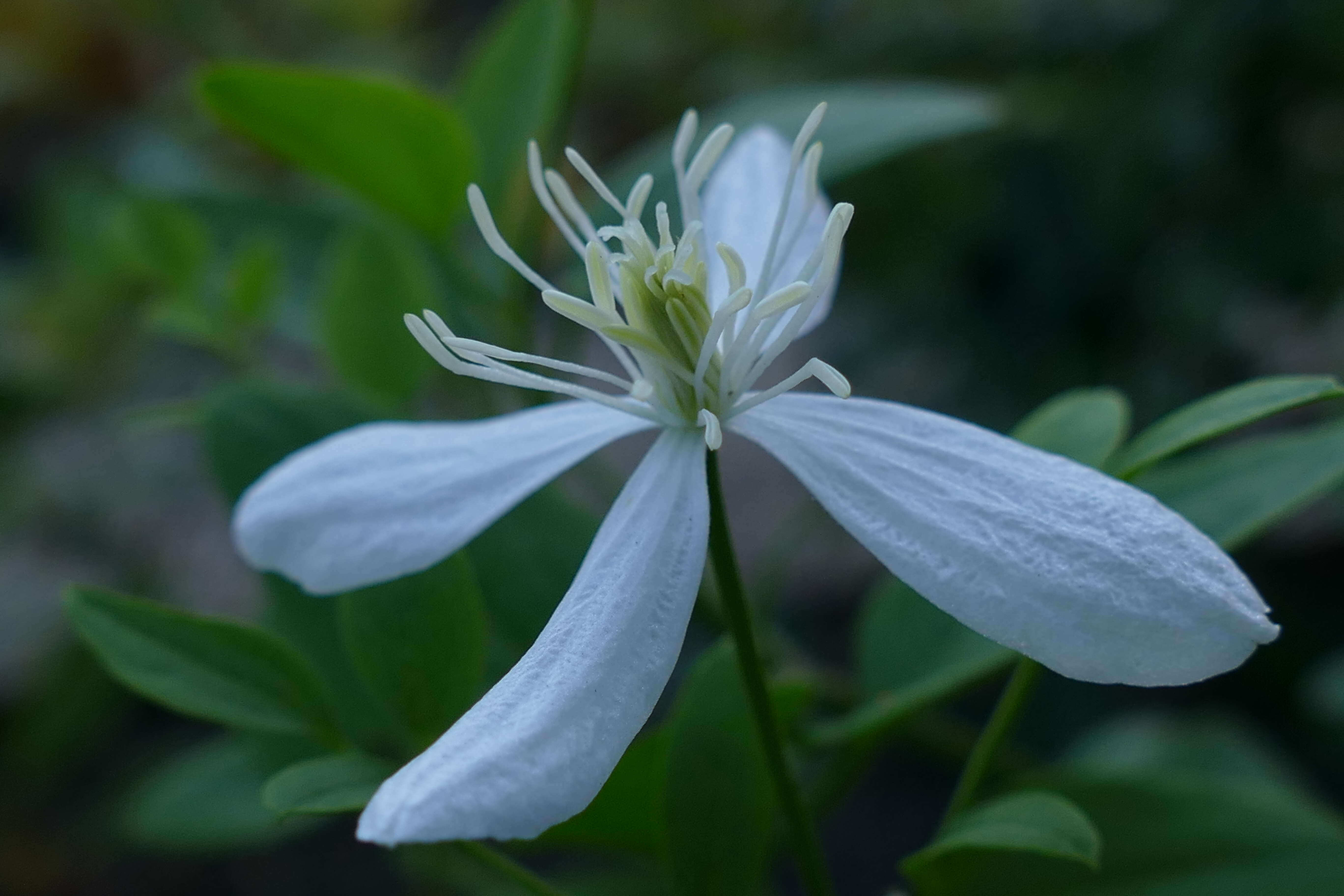 Imagem de Clematis recta L.