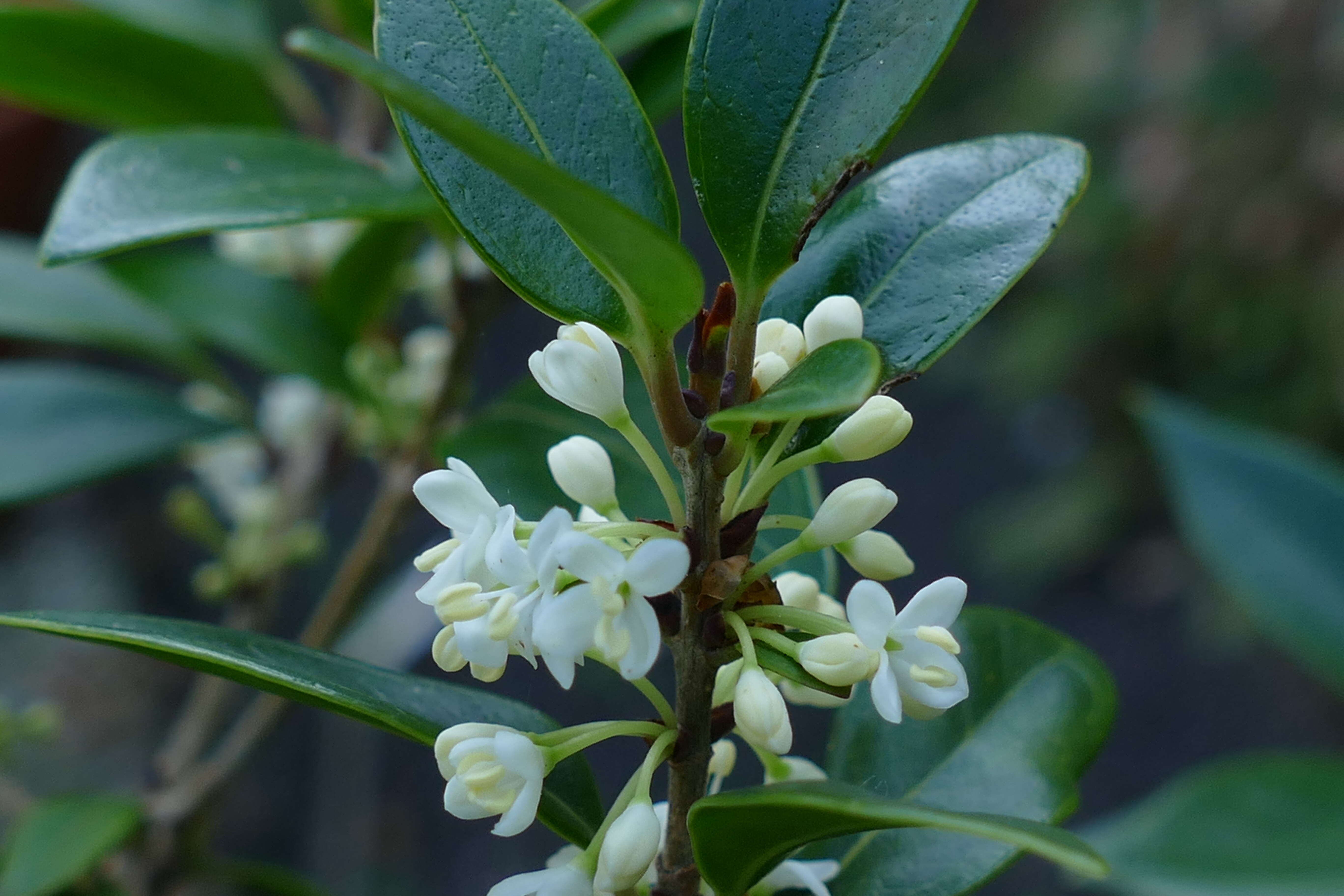 Image de Phillyrea latifolia L.