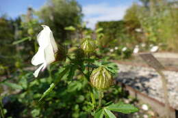 Image of flower of an hour