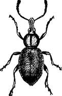 Image of lovage weevil